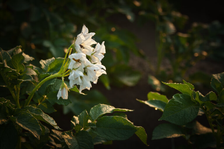 Time tracking system – Lead Developer & Agile Master